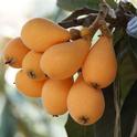 loquat