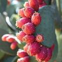 Prickly pears from shutterstock dot com