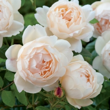 Choosing This Year's Roses - UCCE Master Gardeners of San Bernardino ...