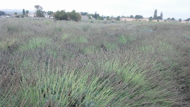 Lavender Field - dePillis
