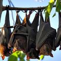 flying-foxes-940x575