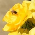 Bee on Rose