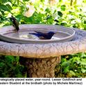 Blog Bird-Friendly birdbath