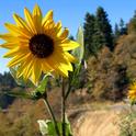 Wild Sunflowers on Highway 18 near Skyforest, California    photo by Michele Martinez
