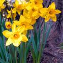 Daffodils in Lake Arrowhead