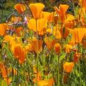 California Poppies, photos by Cathi Bibeau