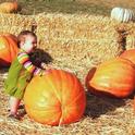 Toddler at Dave's Pumpkin Farm, by Penny Leff of Yolo County