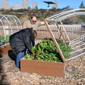 Bob and Sharon sampling veggies at Crafton Hills garden