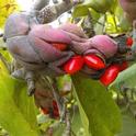 magnolia seed