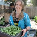 Master Gardener Gretchen Heimlich harvesting vegetables