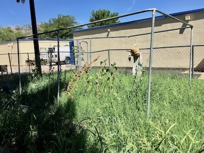Phelan Elementary Garden - August 2019