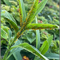 Aphids on lantana.  Photo by Ed Gutierrez