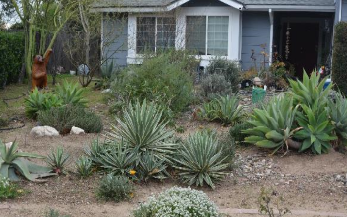 Ready to Remove Your Cool-Season Lawn? - UCCE Master Gardeners of San ...