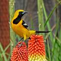 Hooded Oriole photo by Colin Talcroft, Madrone Audobon