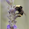 Pollinator Week_Bumble Bee