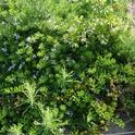 Jasmine Myoporum Weeds