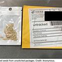 Unlabeled seeds from unsolicited packages. Credit: Anonymous
