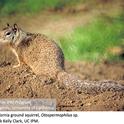 Adult California ground squirrel