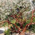 Manzanita pruned to reveal the beautiful bark and branching structure