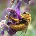 Male valley carpenter bee (Xylocarpa varipuncta) on Salvia leucantha (KATHY IKEDA/COURTESY PHOTO)