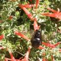 California Fuchsia blooms in summer and attracts many pollinators such as this Valley Carpenter Bee