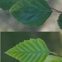 Healthy leaf (top) and leaf suffering from iron chlorosis (bottom)