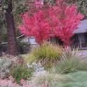 Red maples in my neighbor's front garden.