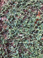 This is a picture of prostrate knotweed, a prostrate and mat-forming weed.