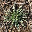 Fleabane rosette