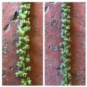 Waterhemp flowers