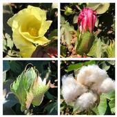 Cotton flowers and boll