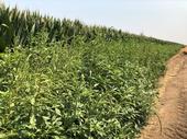 Palmer amaranth, a fast growing summer annual weed,  along the edge of a corn field