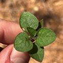 Black nightshade seedling