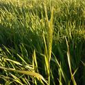 Immature two-row Malting Barley, Butta Variety, Sacramento Valley near Capay, CA