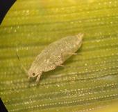 aphid1