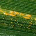 Image 1: Stripe Rust Puccini striiformis uredinia emerging from wheat leaf.