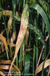 Early septoria infection