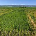 Italian Ryegrass Herbicide Trial (control)