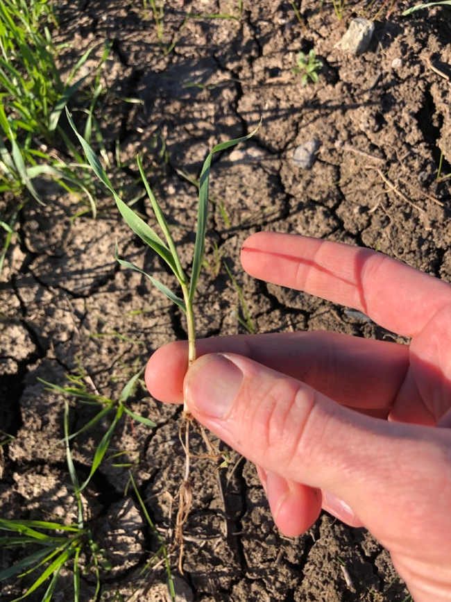 Seedling wheat, early-mid-tillering (Feekes 2-3)