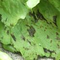 Photo 1. Bacterial leaf spot results in black, angular shaped lesions on lettuce leaves.