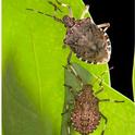 Adult brown marmorated stink bug (top) and a fifth instar nymph. (Photo by Stephen Ausmus, USDA APHIS).