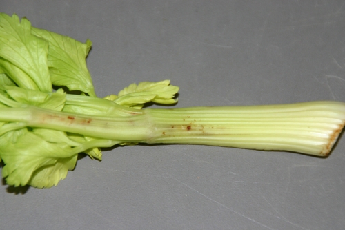Figure 2. Developing lesions on celery stem after lygus bug feeding.