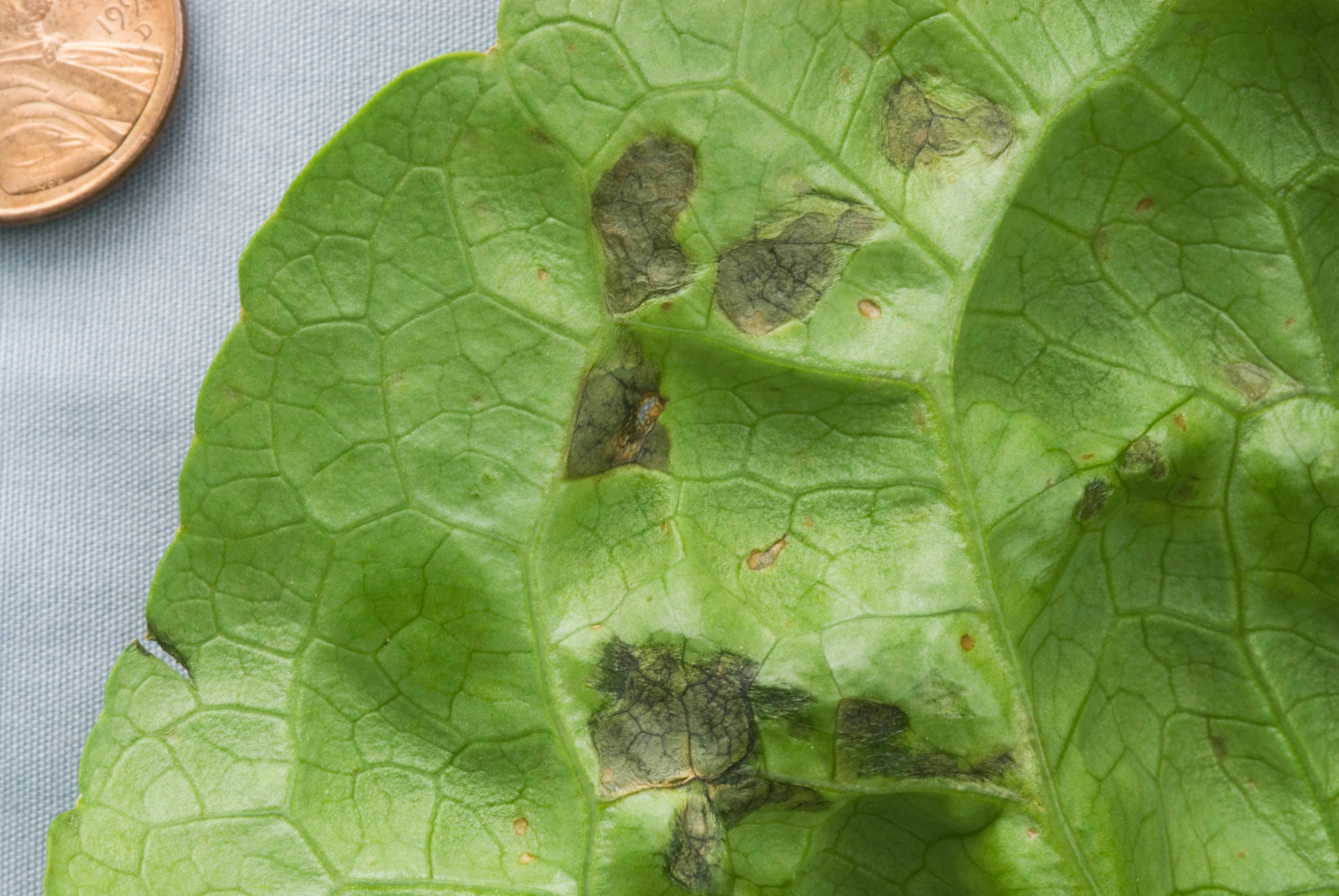 bacterial leaf spot of lettuce: request for samples