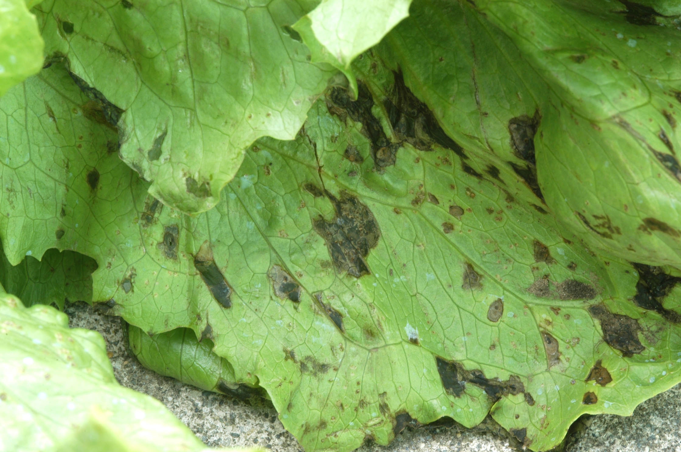 bacterial leaf spot of lettuce: request for samples