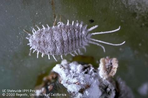 UC IPM's new notification tool can help you manage pests such as the grape mealybug.  Photo by Jack Kelly Clark