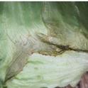 Photo 1. Tipburn on head lettuce
