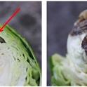 Figure 1. Tipburn of Brussels sprout; necrotic tissue typically occurs just under the cap leaf.