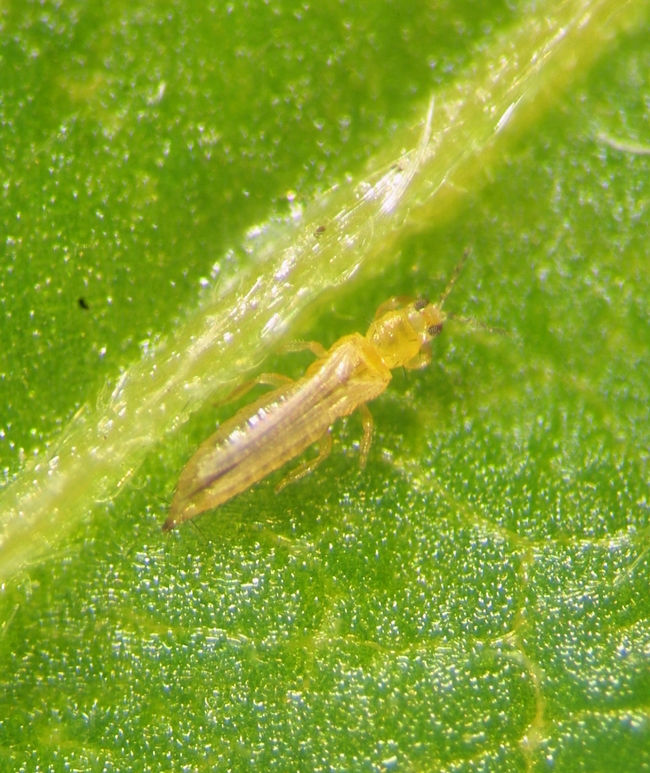 Fig. 1. Adult western flower thrips (Photo: D. Riley).