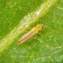 Fig. 1. Adult western flower thrips (Photo: D. Riley).