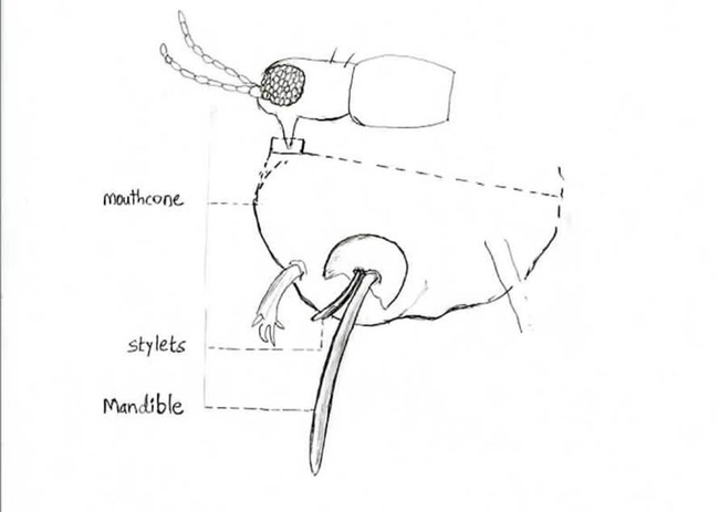 Fig. 2: Mouthpart of thrips (mouthcone) showing structures, a mandible and maxillary stylets used while feeding on plants.